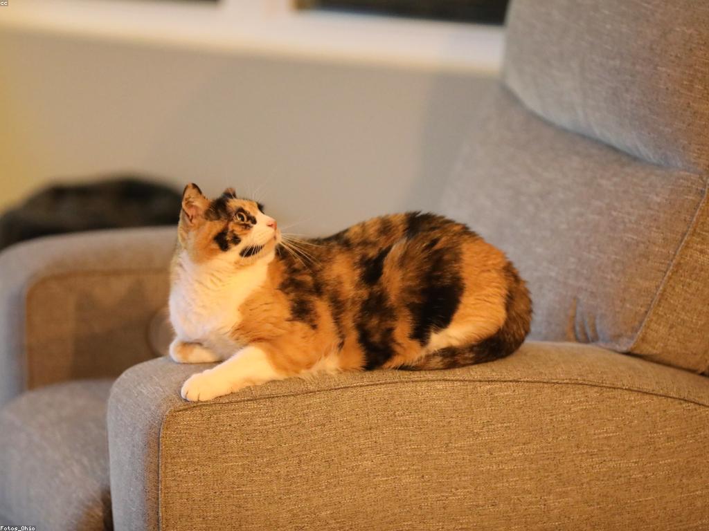 ដូចម្ដេចដើម្បីជោគជ័យក្នុងការប្រកួតលេងសប្បាយ